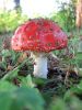 amanita_muscaria_tootaja.jpg